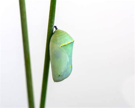 What You Need To Know About Monarch Butterfly Chrysalis - Butterflyhobbyist