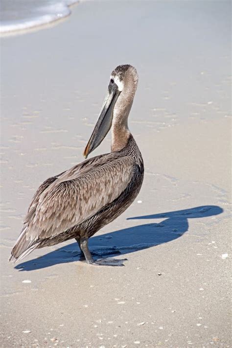 Pelican Standing on a Florida Beach Stock Image - Image of shore, coast: 63236169