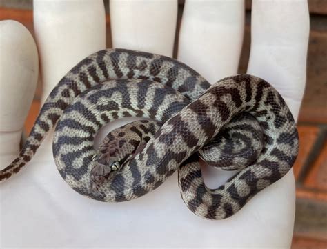 Banded Pygmy Python by Crystal Palace Reptiles - MorphMarket