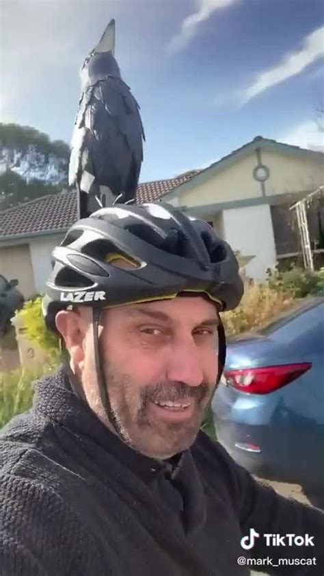 Adelaide man creates magpie helmet to deter magpies swooping | Have you had problems being ...