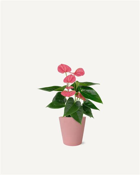 Perfectly Pink Anthurium Plant | BloomsyBox