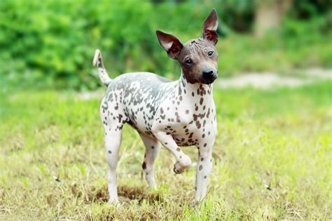 7 Hairless Dog Breeds That Make Great Pets — Dogs with No Hair