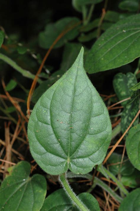 Piper PlantC (Piperaceae) image 74079 at PhytoImages.siu.edu