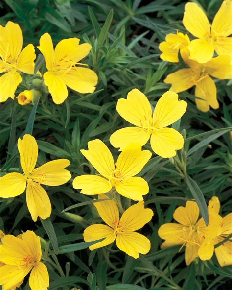 Lemon Drop® - Primrose - Oenothera species | Proven Winners