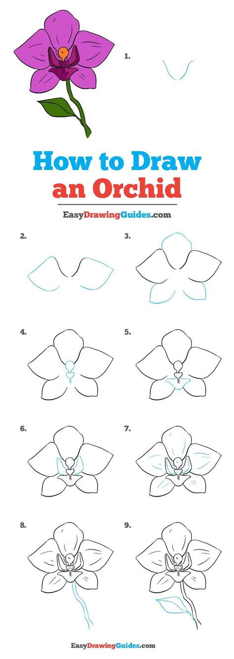 How to Draw a Beautiful Orchid - Really Easy Drawing Tutorial