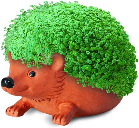 Hedgehog Chia Pet Decorative Planter 21363004382 | eBay