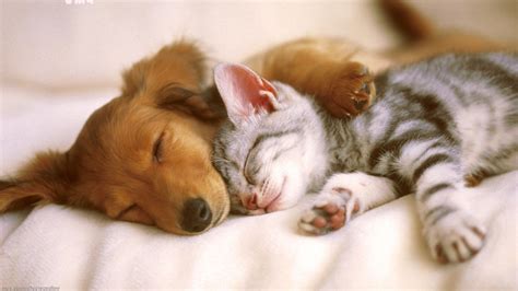 10 Most Popular Cat And Dog Wallpaper FULL HD 1080p For PC Background 2023