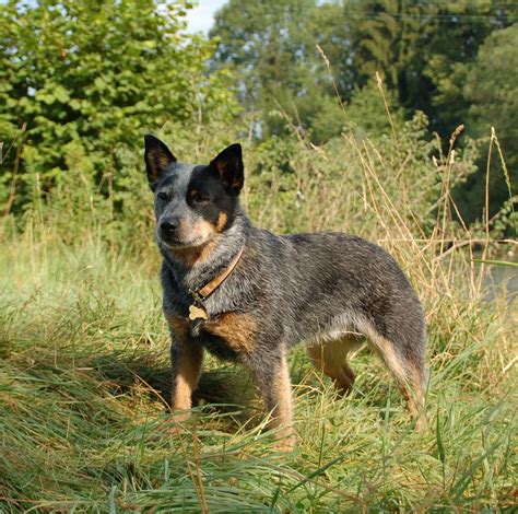 Australian Stumpy Tail Cattle Dog - Puppies, Rescue, Pictures, Information, Temperament ...