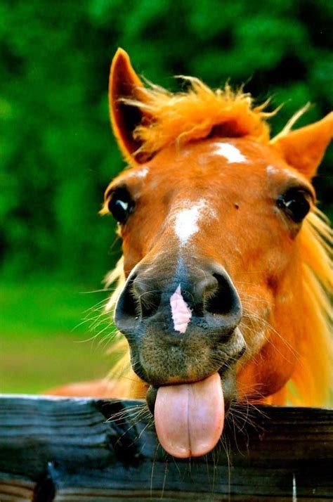 Horses | Funny horse pictures, Funny horses, Horses