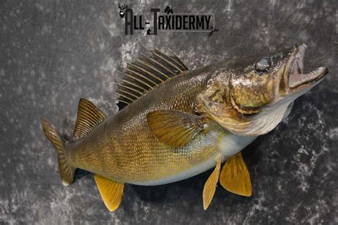 Walleye fish taxidermy mount for sale SKU 1825 - All Taxidermy