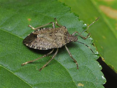 New resource focuses on brown marmorated stink bug - Fruit Growers News