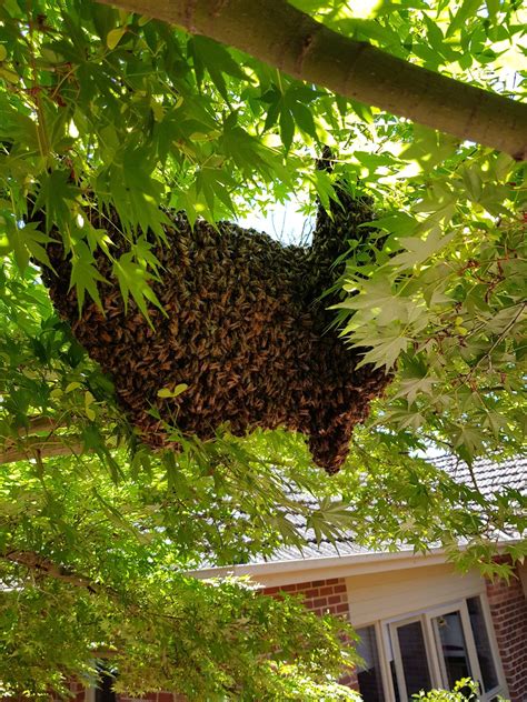 Wasp Nest Removal & Wasp Control Melbourne | Pestline