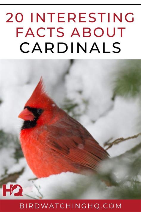 20 FUN & INTERESTING Facts About Cardinals (2021) - Bird Watching HQ ...