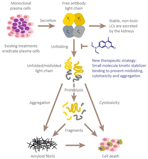 Kappa Light Chain Multiple Myeloma With Systemic Amyloidosis | Shelly Lighting