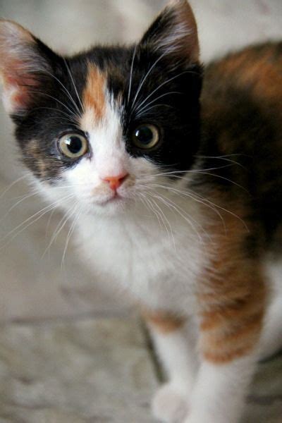 110 Calico Cats ideas | cats, calico cat, calico kitten