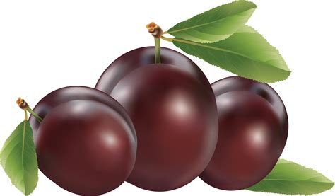 Plum PNG image