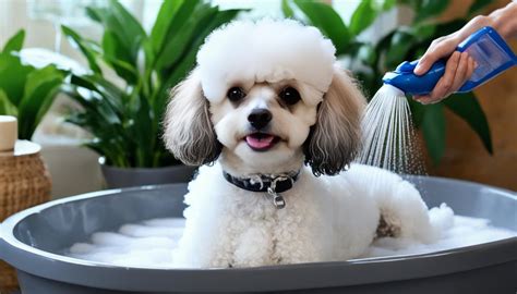 The Teacup Poodle – Facts, Pictures And Videos