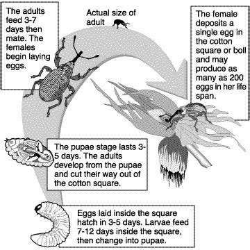 Boll Weevil Biology - The Boll weevil