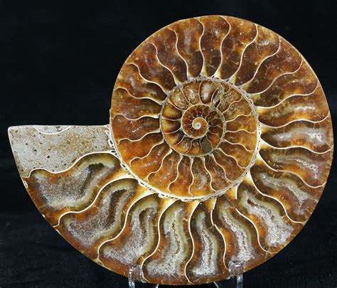 3.95" Agatized Ammonite Fossil (Half) (#32465) For Sale - FossilEra.com