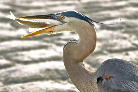 Great Blue Heron Eating Fish Wildlife Photos, Blue Heron, Greats, Fish, Animals, Animales ...