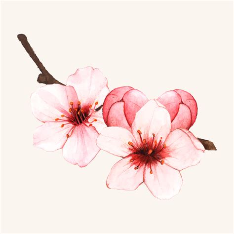 Hand drawn cherry blossom flower isolated - Download Free Vectors, Clipart Graphics & Vector Art