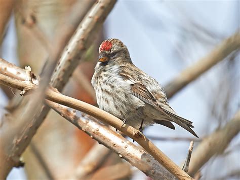 Common Redpoll (Acanthis Flammea) - Identification & Facts