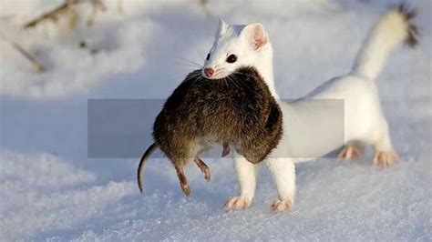 Interesting Ermine Facts - YouTube