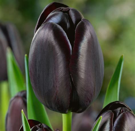 Tulip Cafe Noir 11/12cm | Tulips, Black tulips, Tulips garden