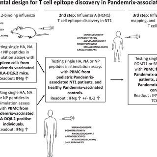 Overall experimental study design for T-cell epitope discovery in... | Download Scientific Diagram