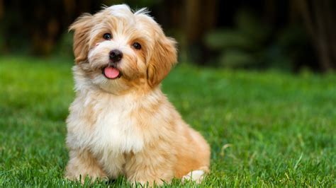 Best Small Dog Breeds For Kids