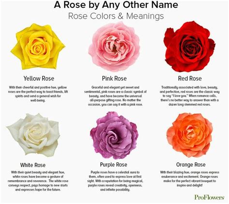 Rose Color Chart Meanings | Rose color meanings, Rose meaning, Flower meanings