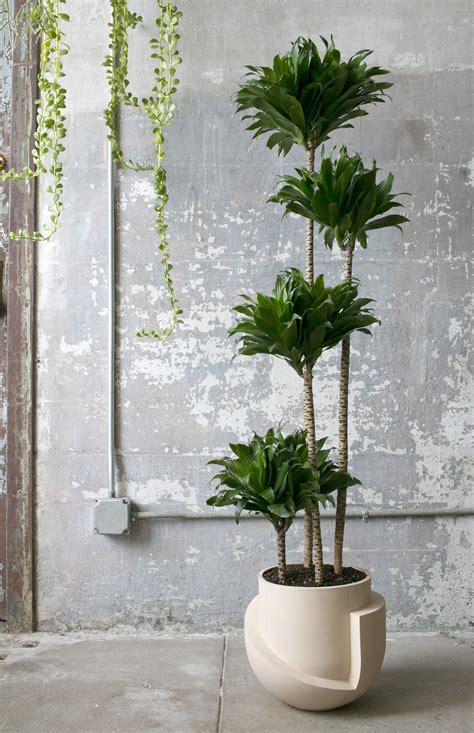 Pin on Potted plants