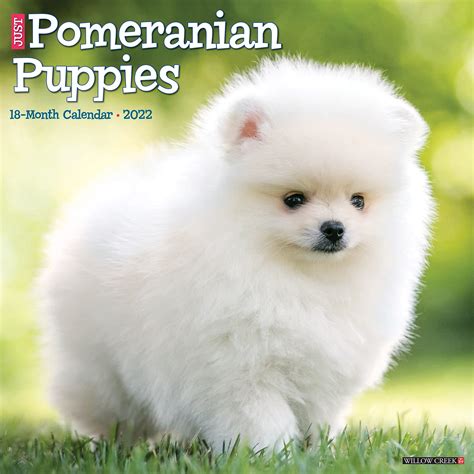 Buy Just Pomeranian Puppies 2022 Wall (Dog Breed) Online at desertcartINDIA