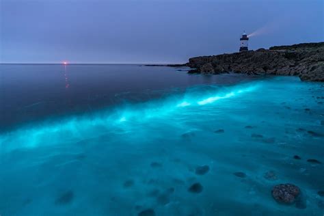 Breathtaking images capture blue plankton lighting up the sea in Wales ...