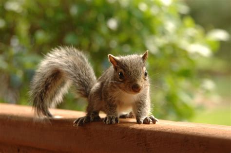 Grey squirrel Stock Photo free download