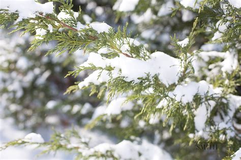 It's Snowing | Northern Virginia Family Photographer - Tamieka Smith Photography