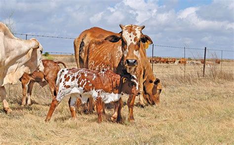 Mentorship: lessons from a pioneering Boran breeder in 2021 | Breeders, Cattle breeds, Cattle ...