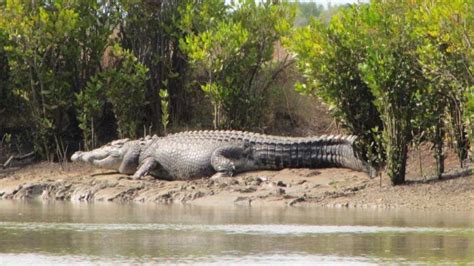 Beware the Saltwater Crocodile | Saltwater crocodile, Crocodile habitat, Saltwater