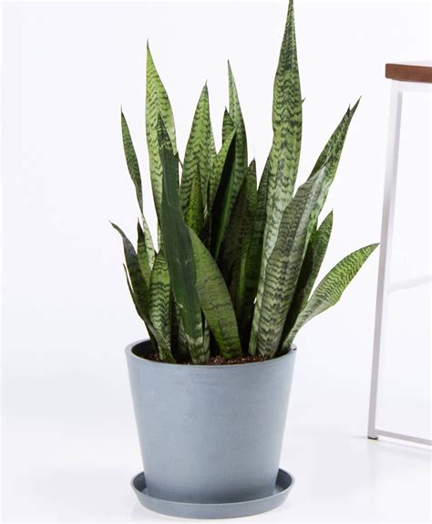 15 Best Low Light Indoor Plants to Add to Your Home