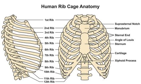 Human Rib Cage Images – Browse 137,143 Stock Photos, Vectors, and Video ...