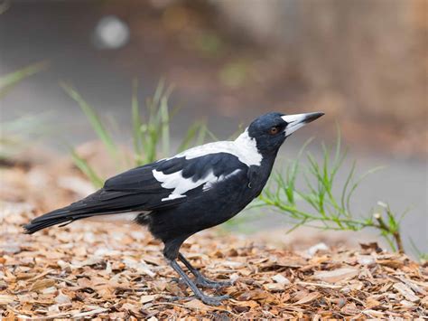 White-Winged Crow: Identification and Possible Causes