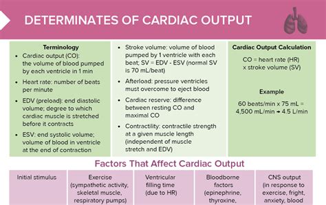 Cardiac Output [+ Free Cheat Sheet] | Lecturio Nursing