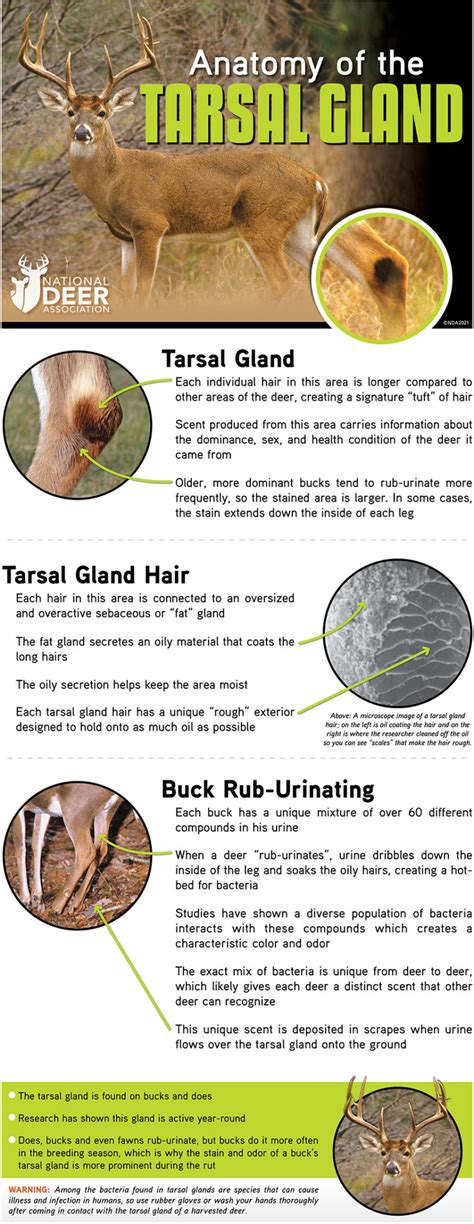 Tarsal Gland Infographic For Web | National Deer Association