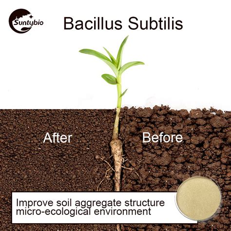 Main roles of Bacillus subtilis in agriculture: