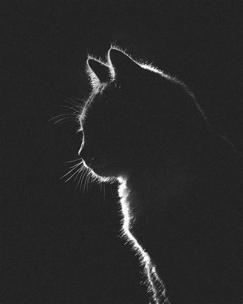 Pin by Анжелика Сутормина on Chats | Black cat aesthetic, Cat dark, Cat ...