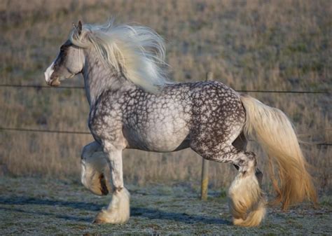 Model Horse Blab | Horses, Beautiful horses, Big horses