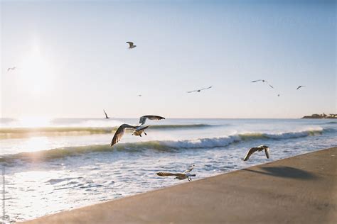 «Flock Of Seagulls Flying At The Beach» del colaborador de Stocksy «Douglas Robichaud» - Stocksy