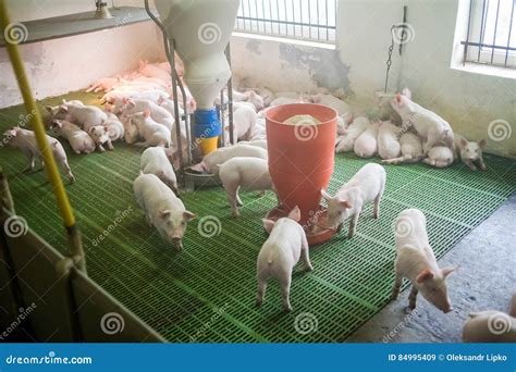 Pig Farm. Little Piglets. Pig Farming is the Raising and Breeding of Domestic Pigs. Stock Image ...