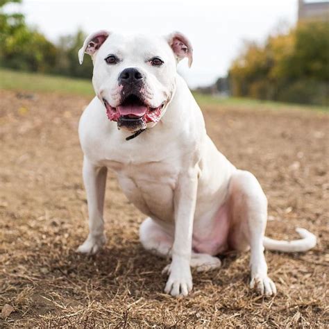 Buddy American Bulldog/Mastiff mix (4 y/o) Penn Valley Park Kansas City MO "He's 130lbs and ...