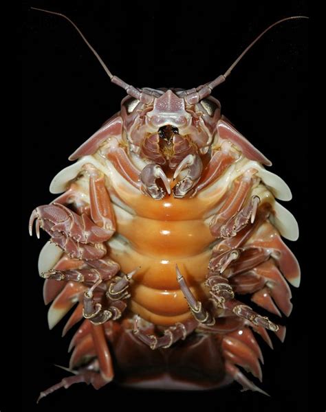 The Giant Isopod » TwistedSifter